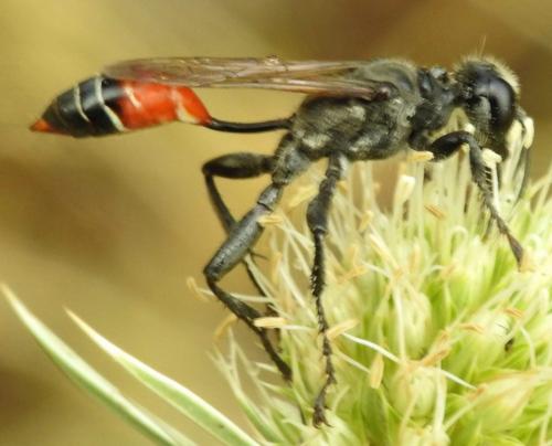Prionyx kirbii